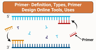 Primers