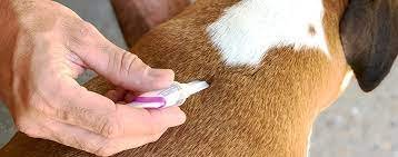 Fleas & Ticks