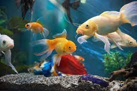 Aquariums