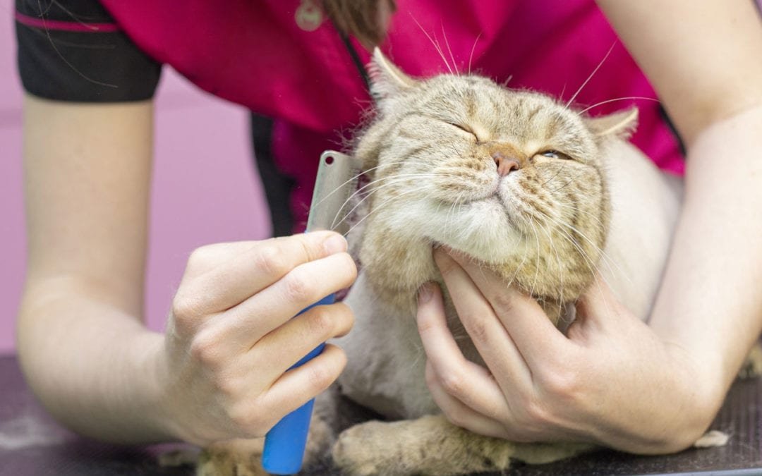Grooming